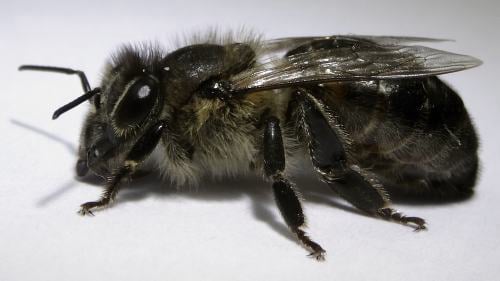 BeeBox24 - Adami