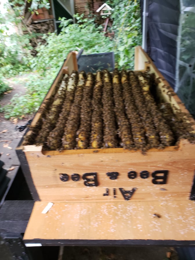BeeBuddy - Bienenkiste gedreht 1