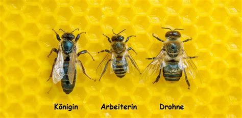 BeeBox24 Bienenschwarm