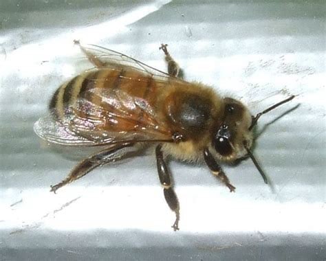 BeeBox24 - Buckfast