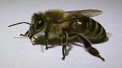 BeeBox24 - Carpatica