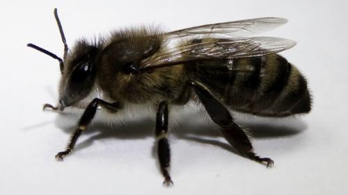 BeeBox24 - Caucasica