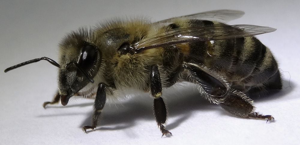 BeeBox24 - Cecropia
