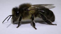 BeeBox24 - Iberiensis