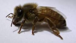 BeeBox24 - Ligustica