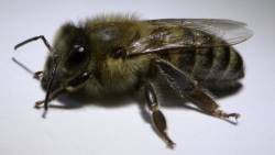 BeeBox24 - Macedonica