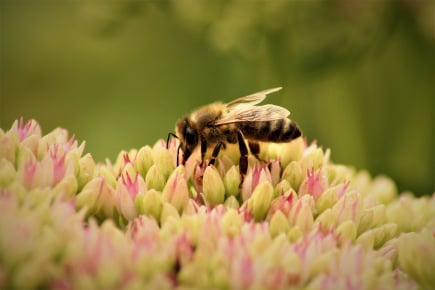 BeeBox24 Bienenschwarm