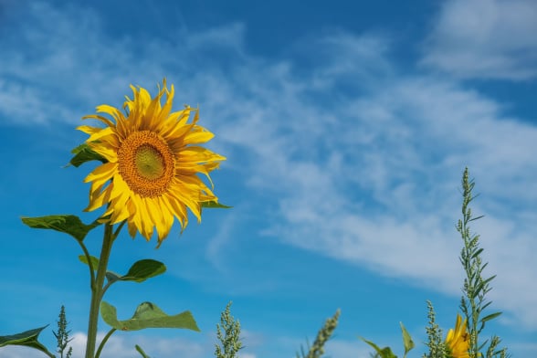 BeeBuddy - Sonnenblume