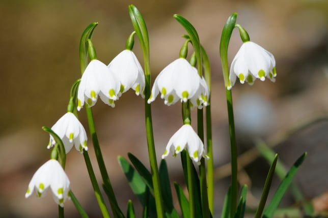 BeeBuddy - Frühlings-Knotenblume