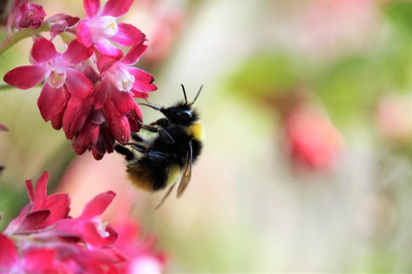 BeeBuddy - Johannisbeere
