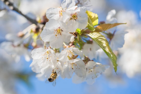 BeeBuddy - Apfelbaum