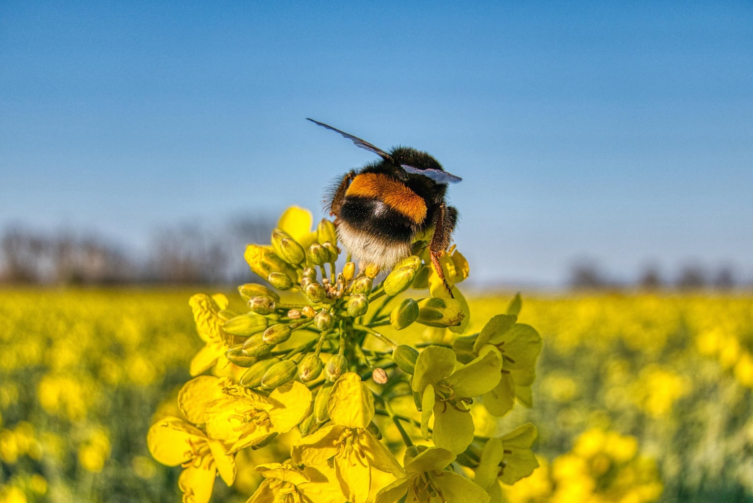 BeeBox24 Bienenschwarm