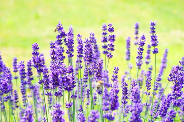 BeeBuddy - Lavendel