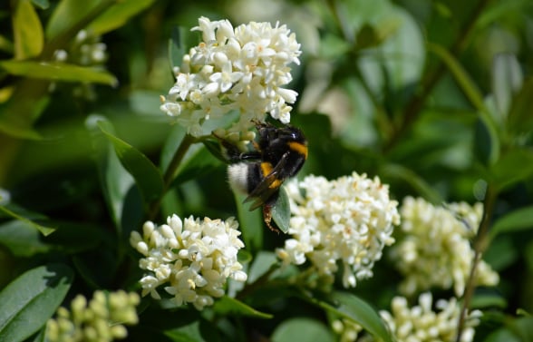 BeeBuddy - Liguster