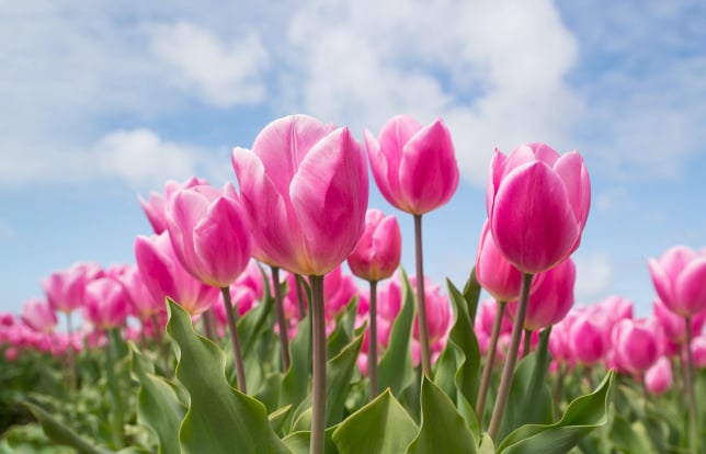 BeeBuddy - Tulpe