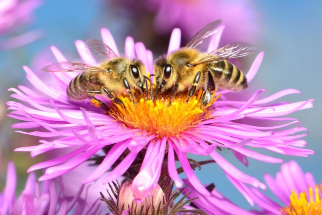 BeeBuddy - Herbstaster