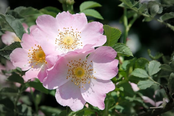 BeeBuddy - Heckenrose