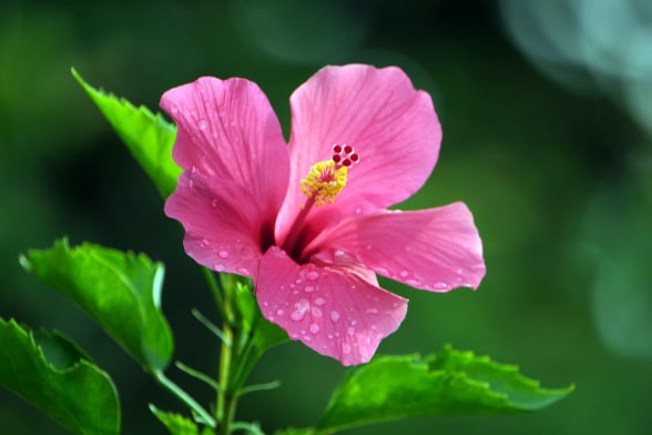 BeeBuddy - Hibiskus