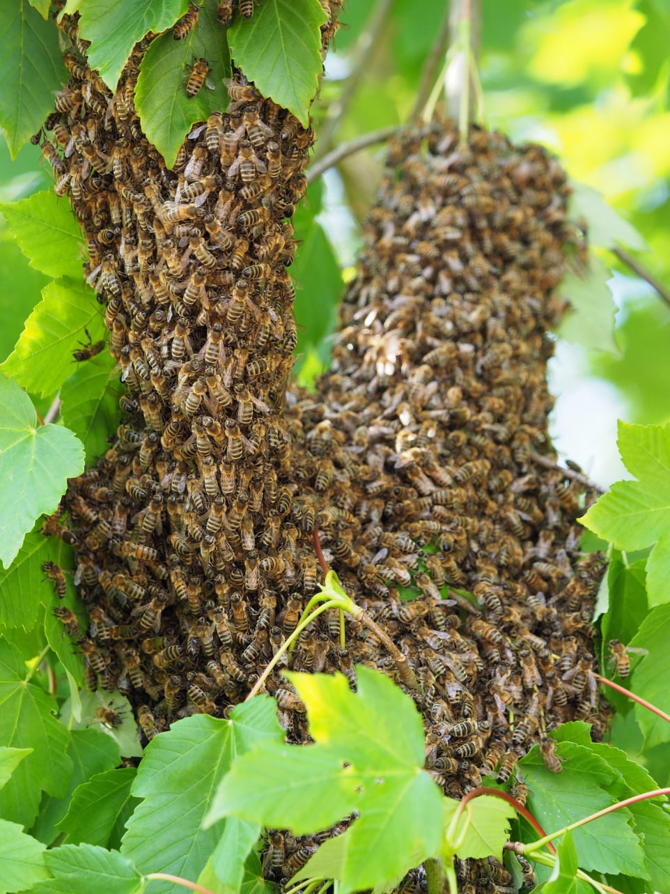 BeeBox24 Bienenschwarm