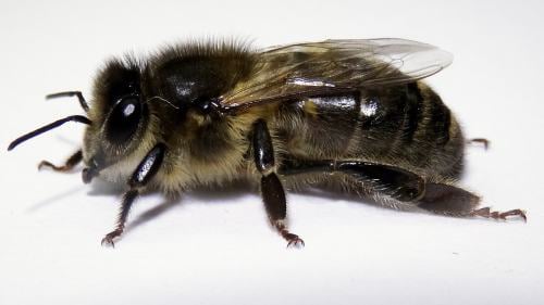 BeeBox24 - Mellifera