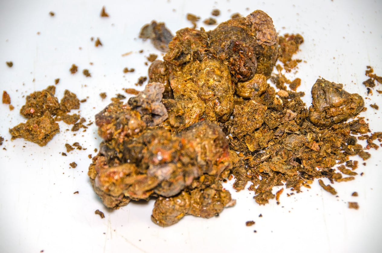 BeeBox24 Bienenschwarm