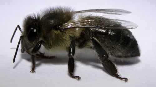 BeeBox24 - Ruttneri